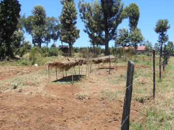 BarkaGrassCoversSeedlings